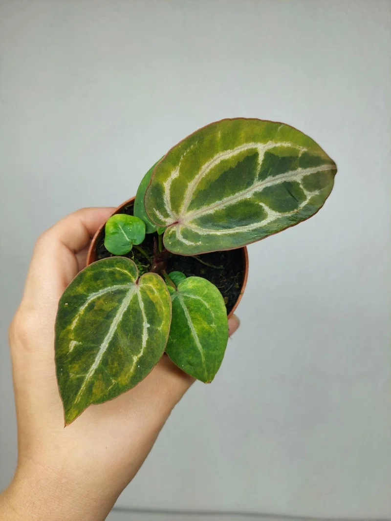 Anthurium Red Crystallinum Aurea