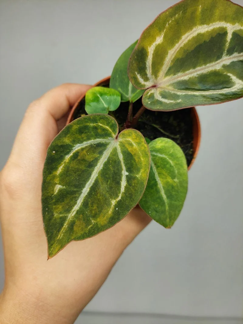 Anthurium Red Crystallinum Aurea