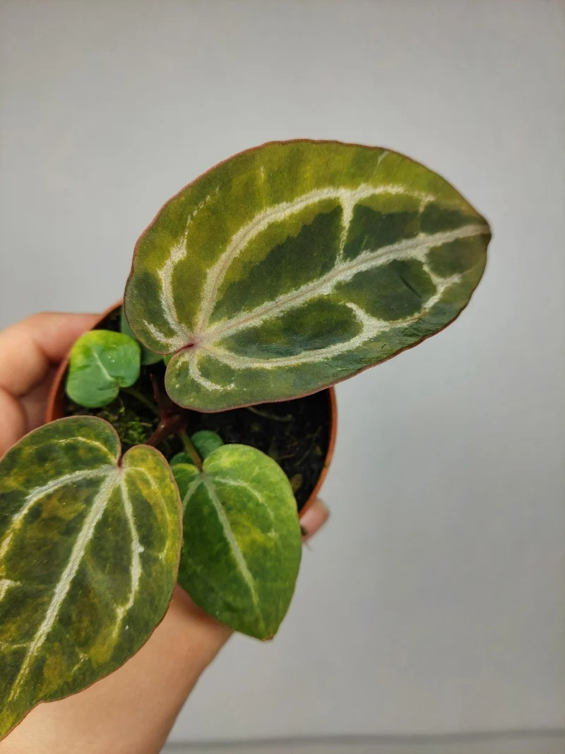 Anthurium Red Crystallinum Aurea