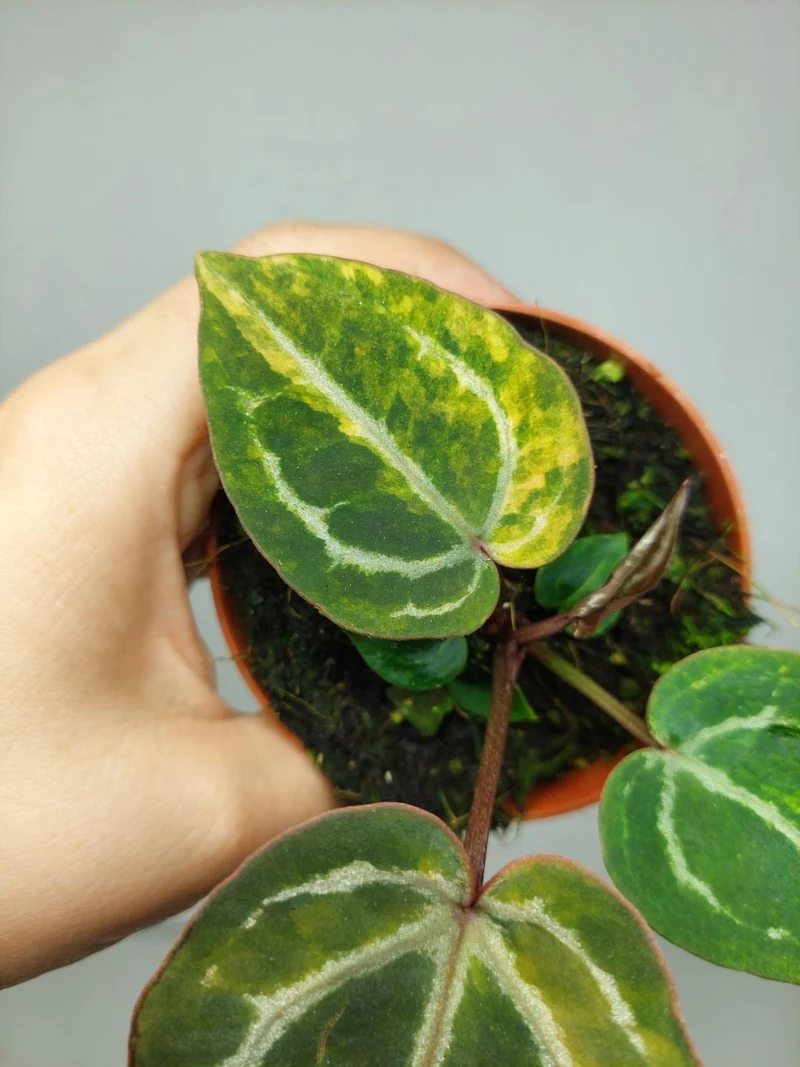 Anthurium Red Crystallinum Aurea