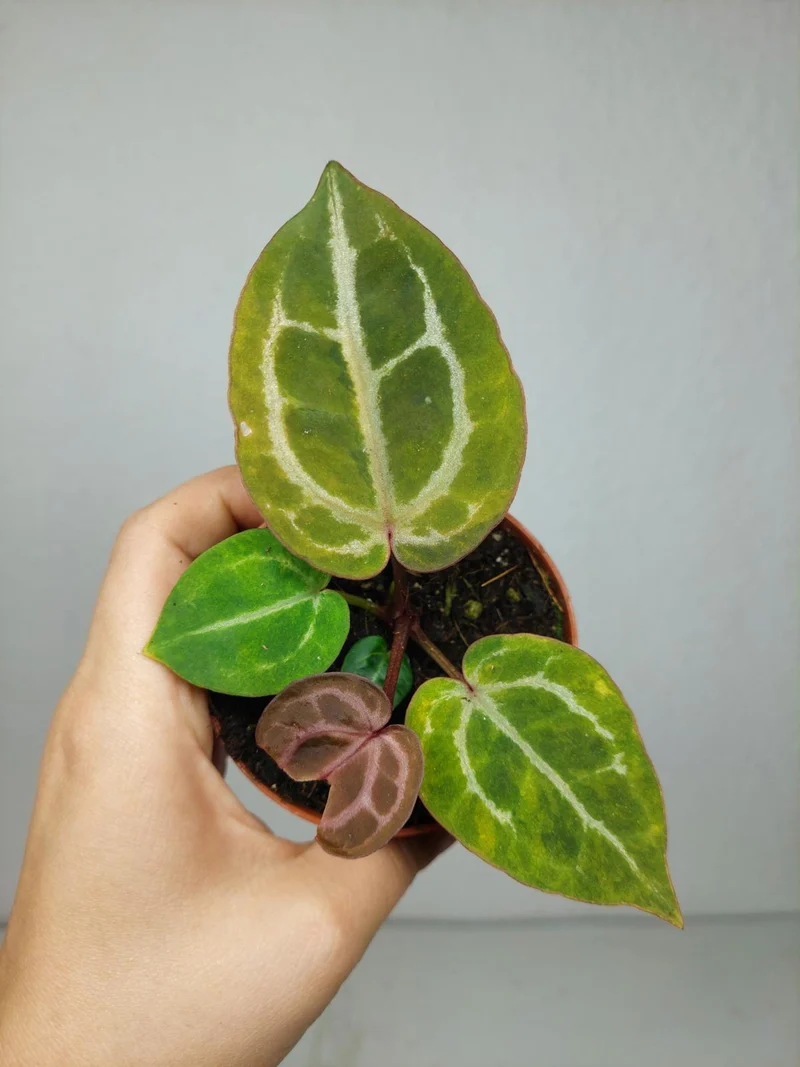 Anthurium Red Crystallinum Aurea