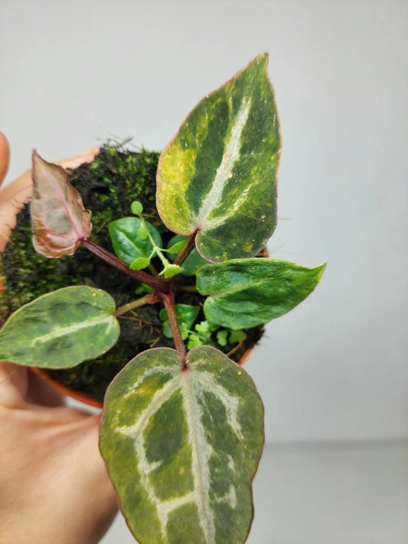 Anthurium Red Crystallinum Aurea