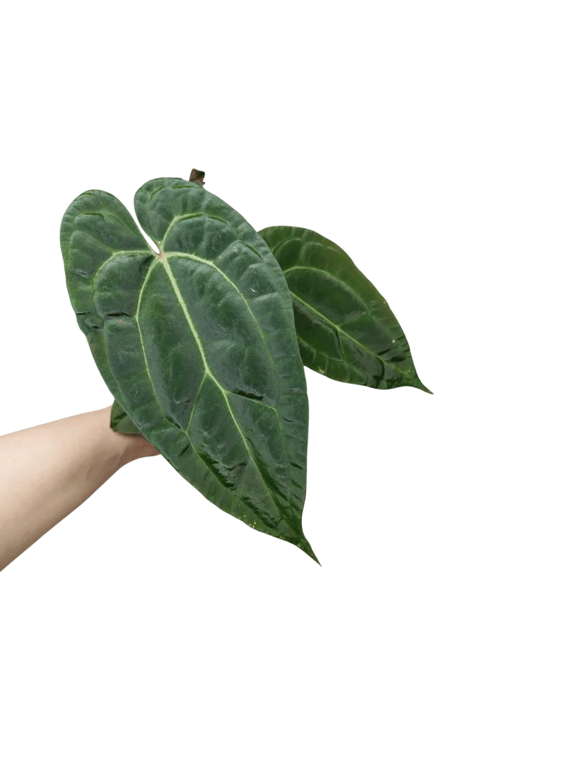 Anthurium Ace of Spades x Crystallinum Hybrid