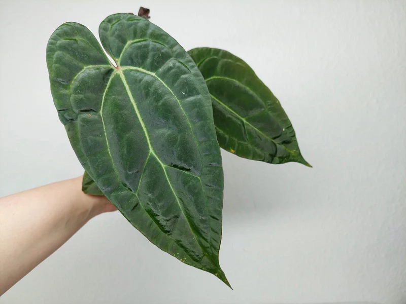 Anthurium Ace of Spades x Crystallinum Hybrid