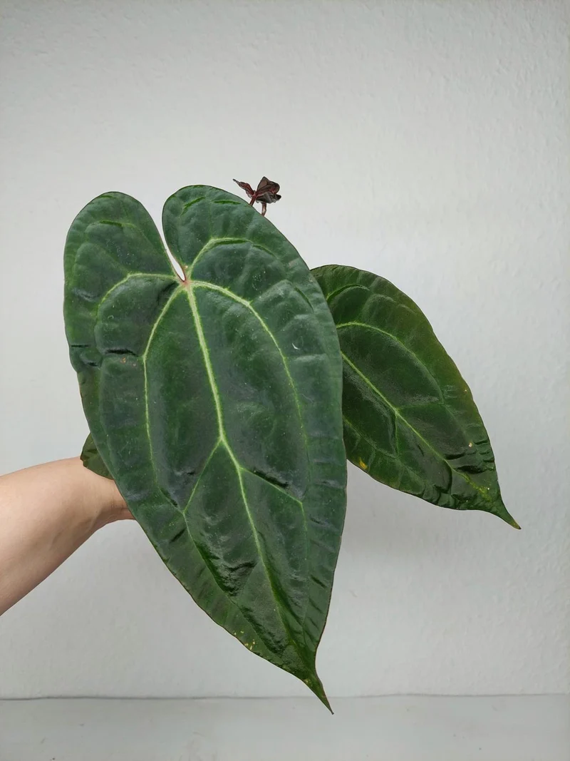 Anthurium Ace of Spades x Crystallinum Hybrid