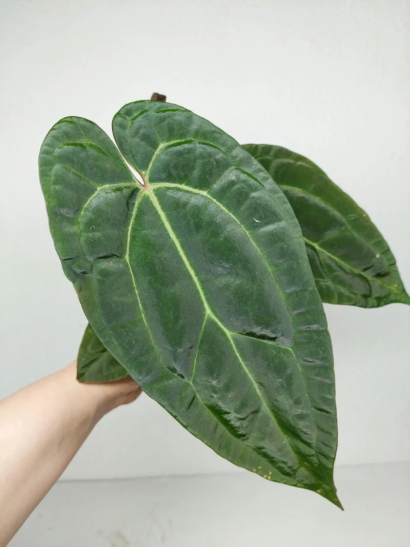 Anthurium Ace of Spades x Crystallinum Hybrid