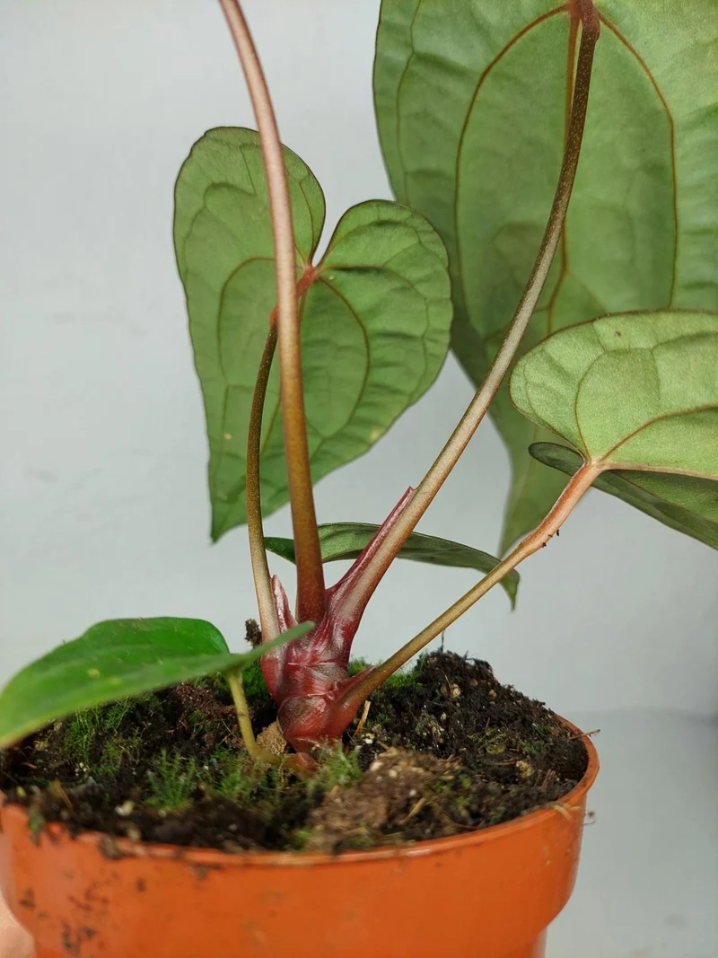 Anthurium Ace of Spades x Crystallinum Hybrid