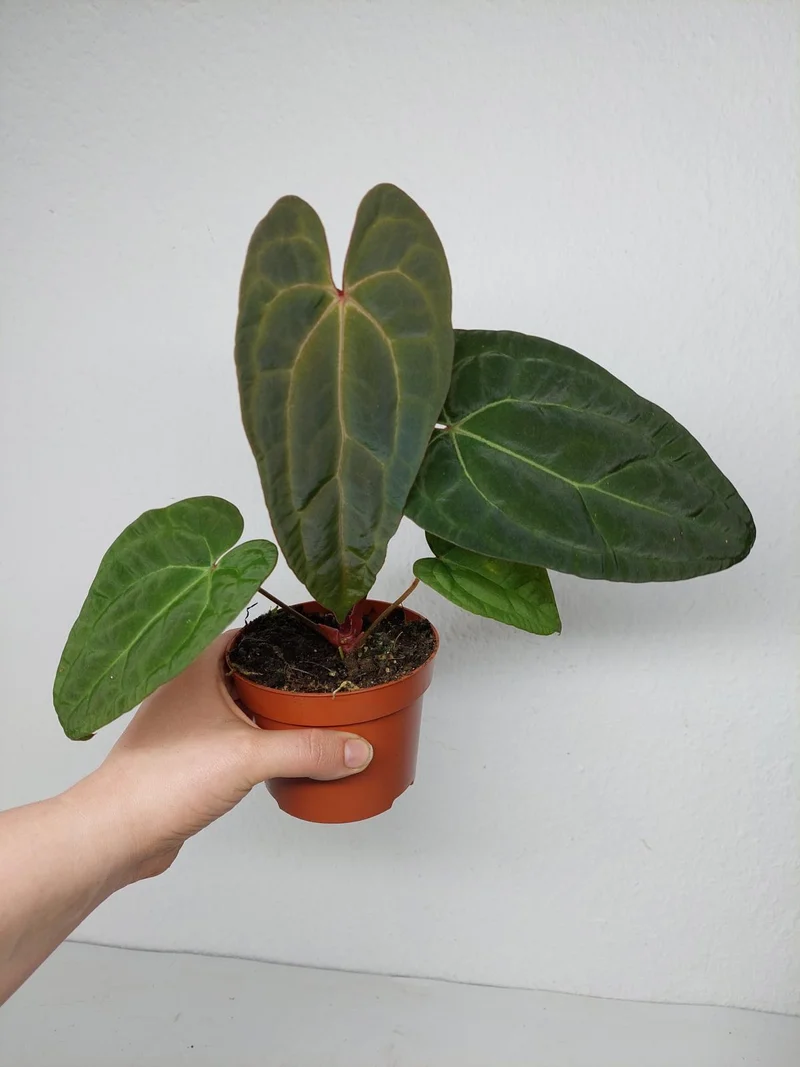 Anthurium Ace of Spades x Crystallinum Hybrid
