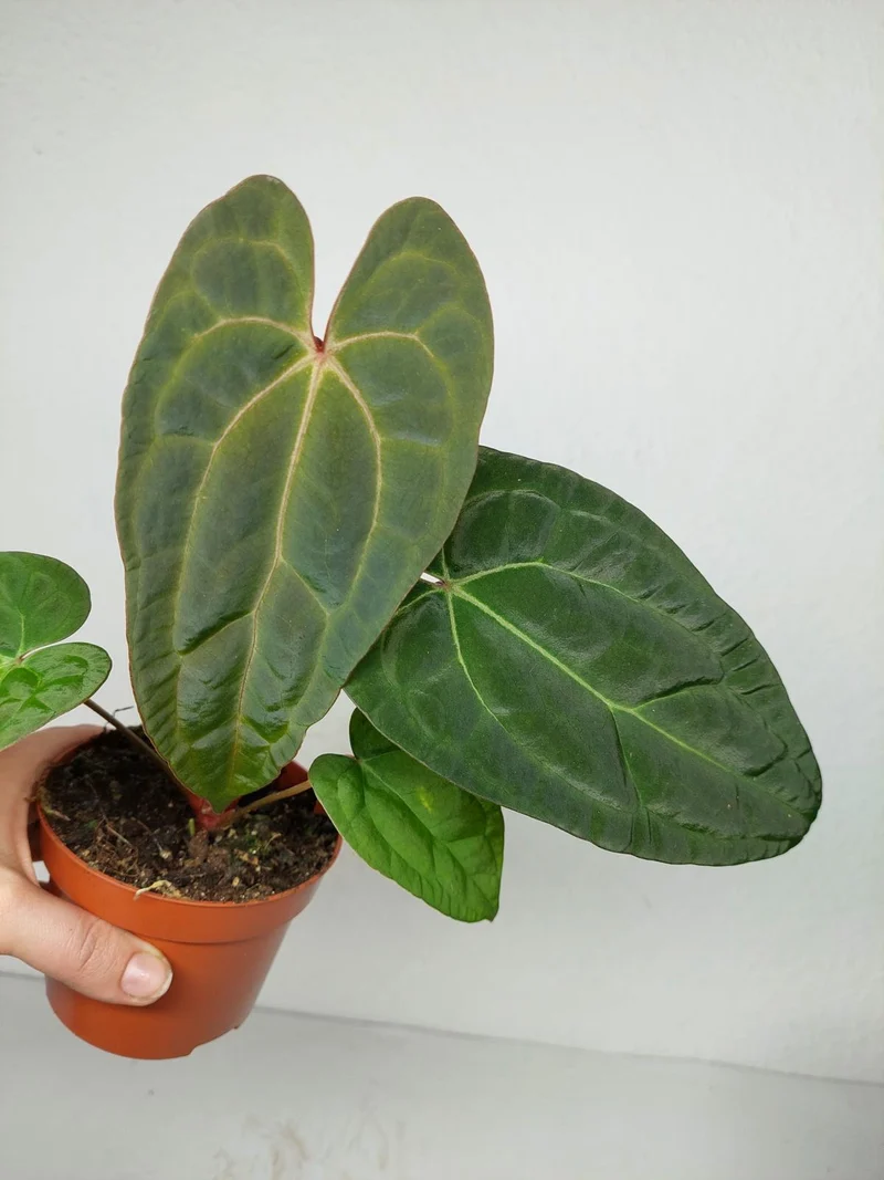 Anthurium Ace of Spades x Crystallinum Hybrid