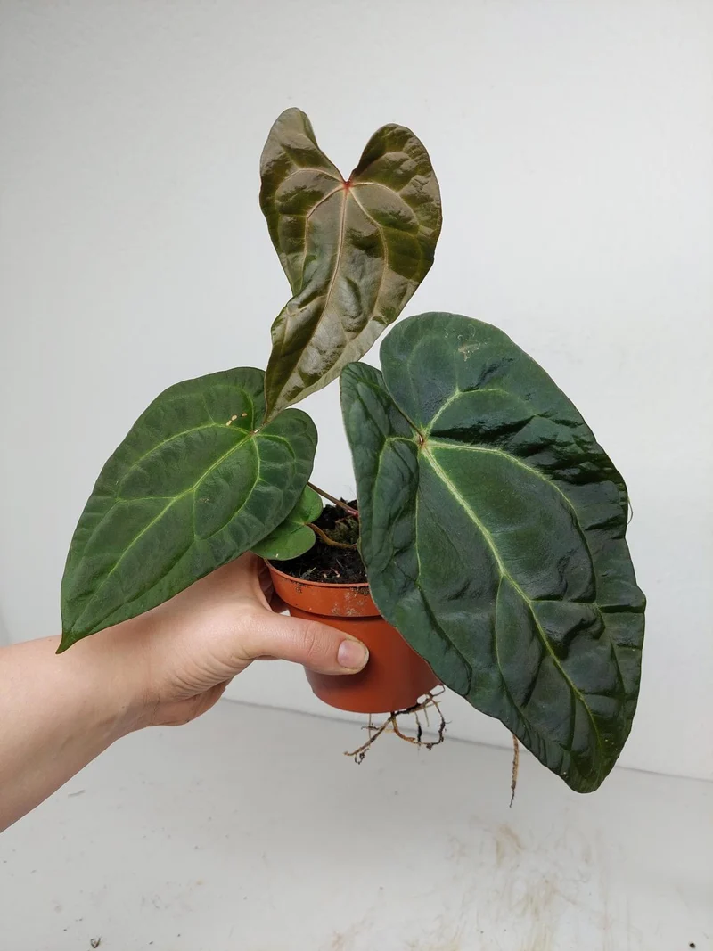 Anthurium Ace of Spades x Crystallinum Hybrid