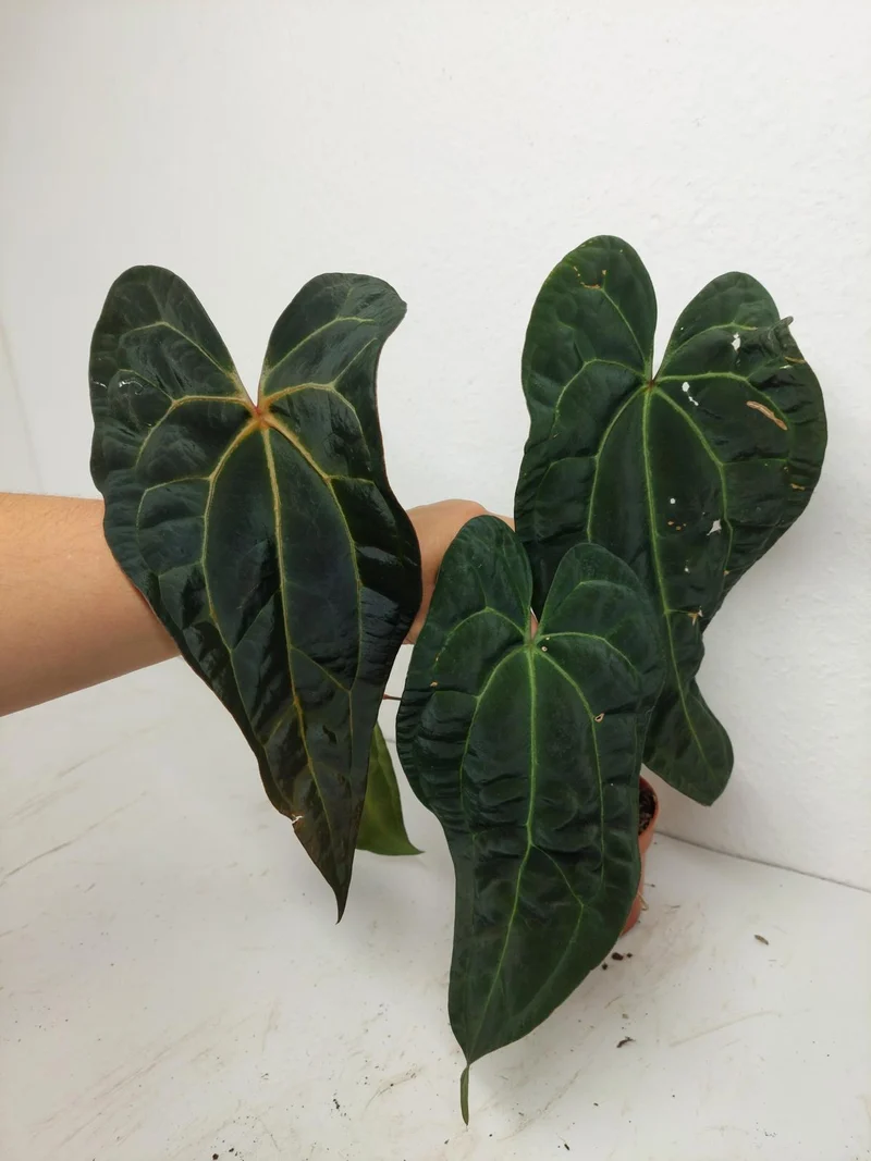 Anthurium Ace of Spades x Crystallinum Hybrid