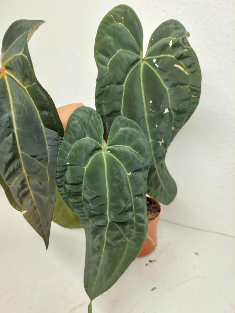 Anthurium Ace of Spades x Crystallinum Hybrid