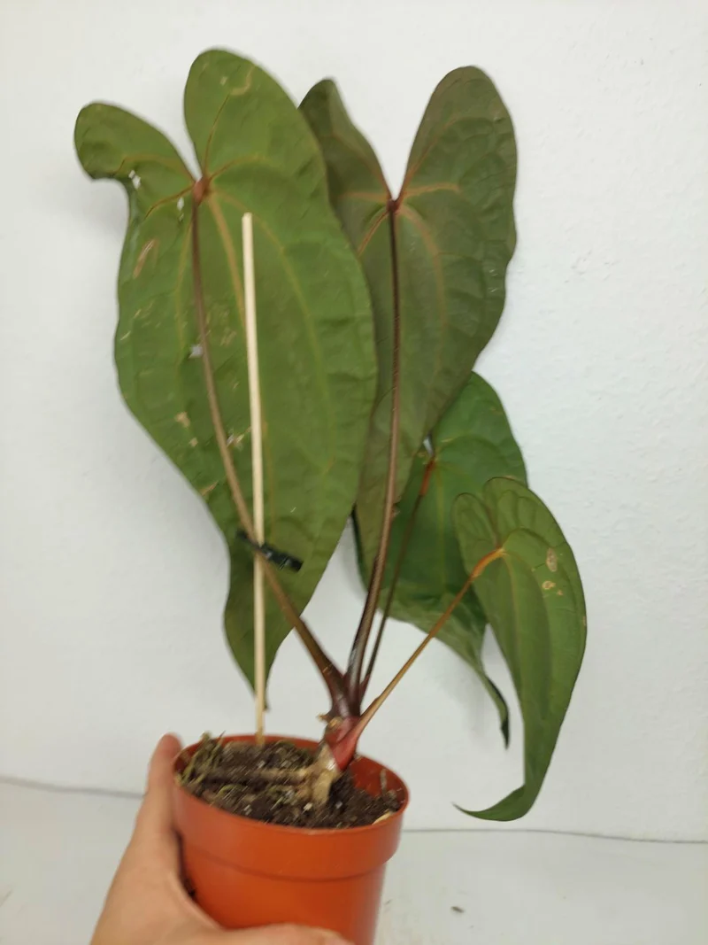 Anthurium Ace of Spades x Crystallinum Hybrid