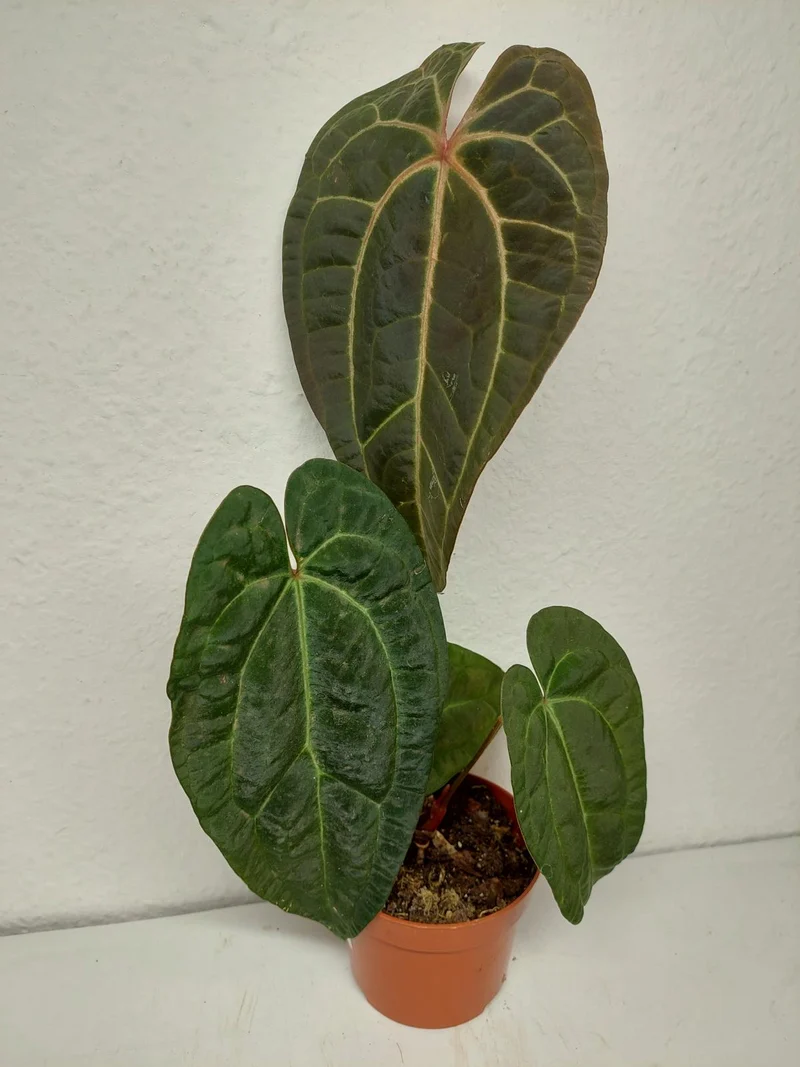 Anthurium Ace of Spades x Crystallinum Hybrid