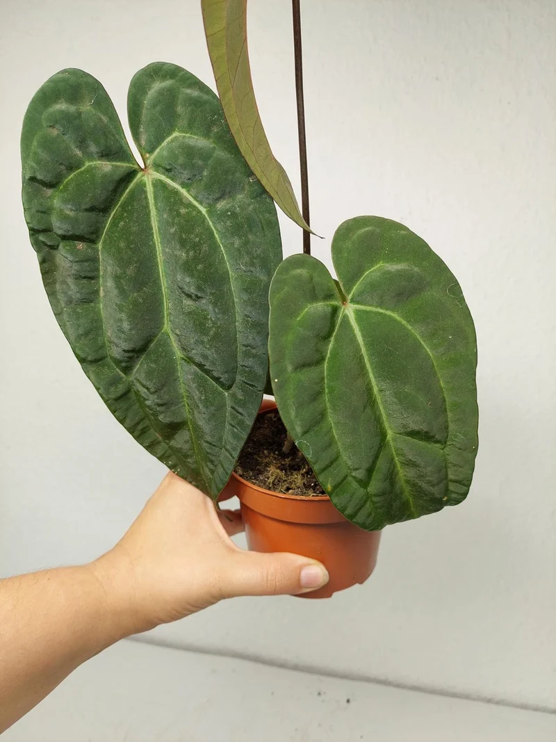 Anthurium Ace of Spades x Crystallinum Hybrid