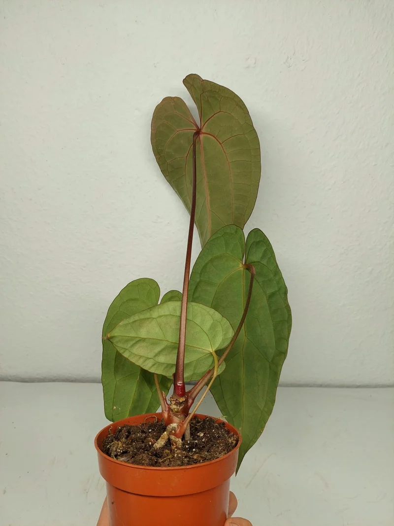 Anthurium Ace of Spades x Crystallinum Hybrid