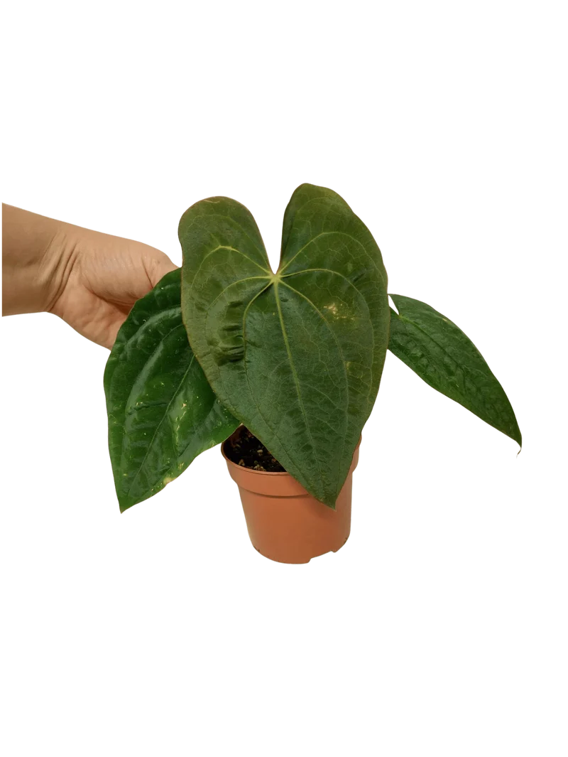 Anthurium Papillilaminum x Dressleri