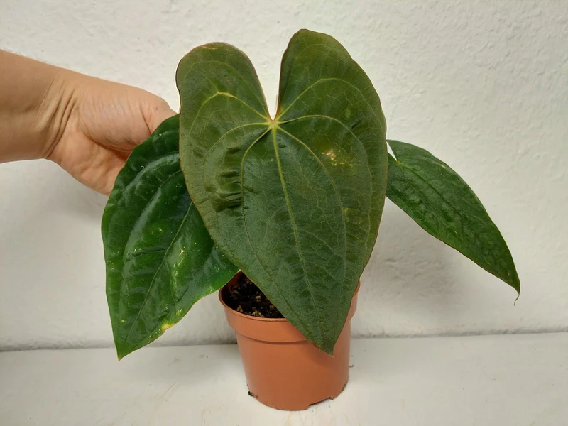 Anthurium Papillilaminum x Dressleri