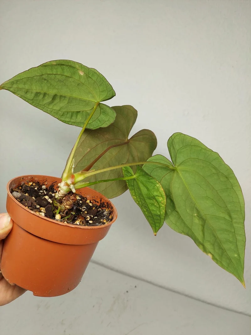 Anthurium Papillilaminum x Dressleri