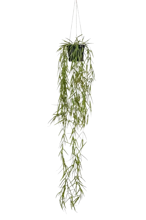 Künstliche Hänge-Hoya - Kurt | 80 cm