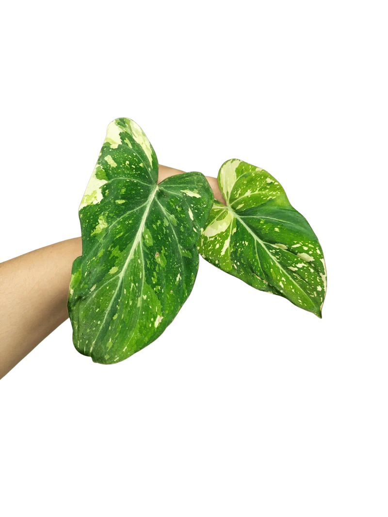 Philodendron Gloriosum Tricolor Steckling