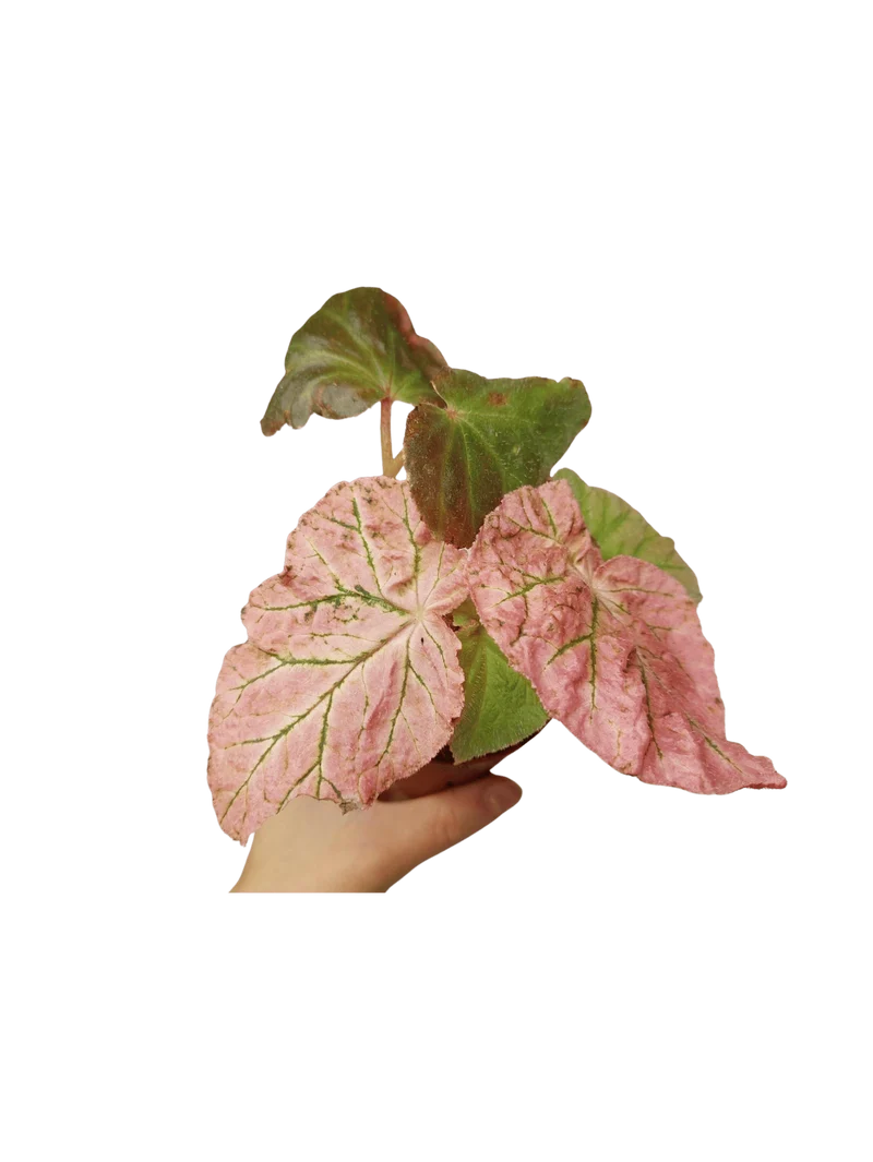 Begonia Midnight Sun Variegata