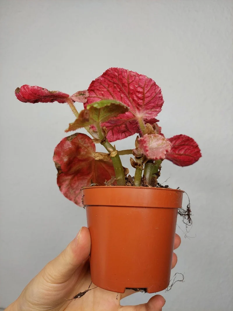 Begonia Midnight Sun Variegata