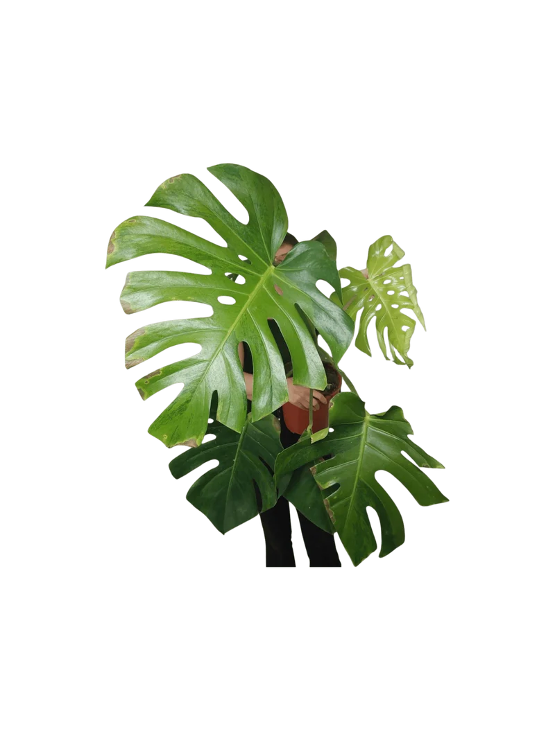 Monstera Green on Green