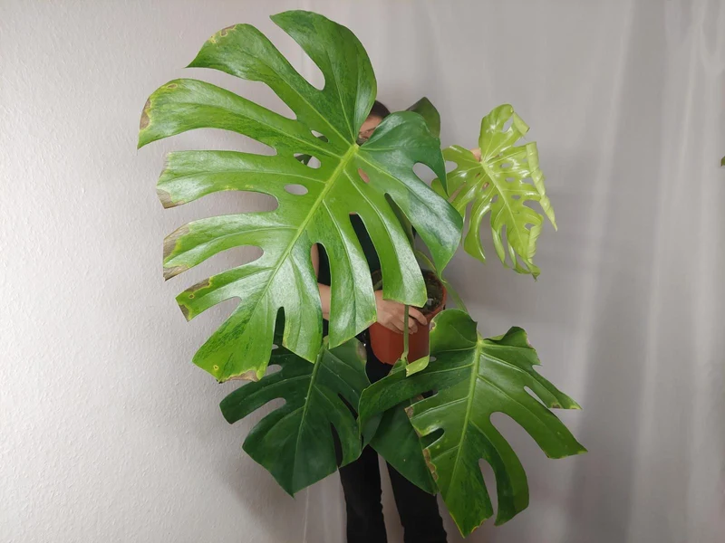 Monstera Green on Green