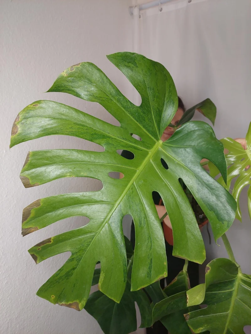 Monstera Green on Green