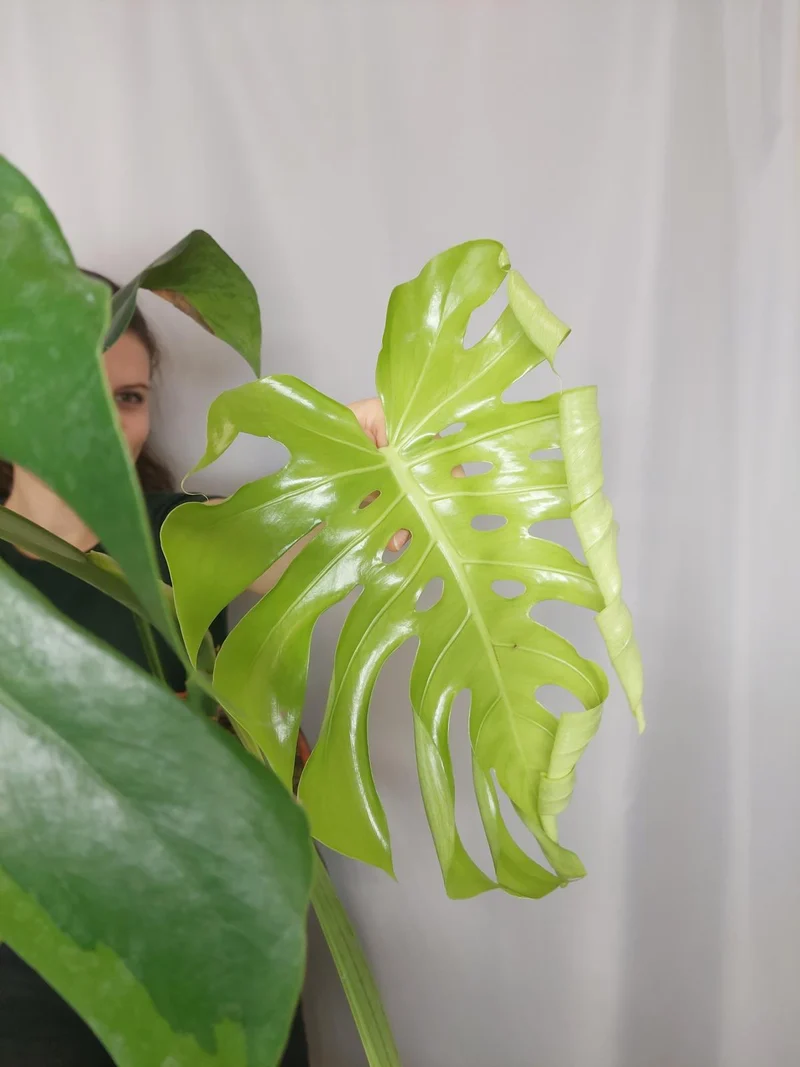 Monstera Green on Green