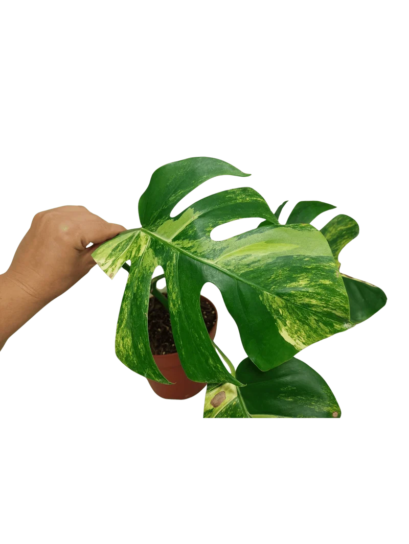 Monstera Aurea Stecklinge