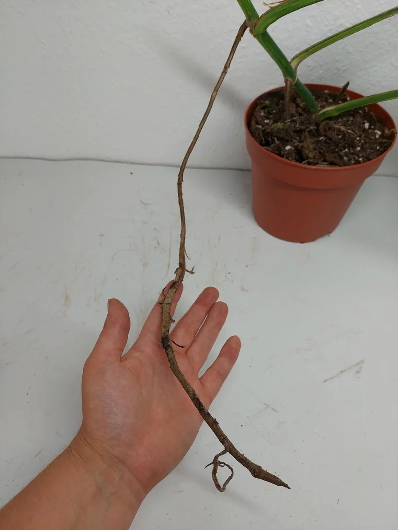 Monstera Aurea Stecklinge