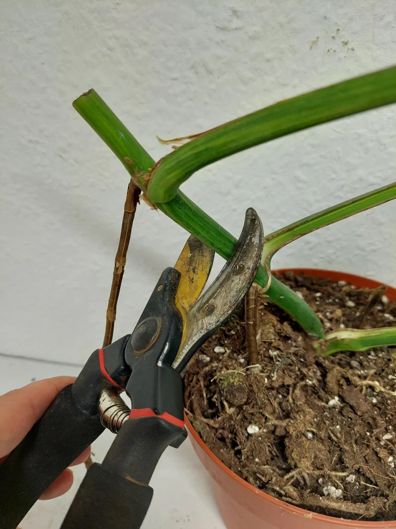 Monstera Aurea Stecklinge