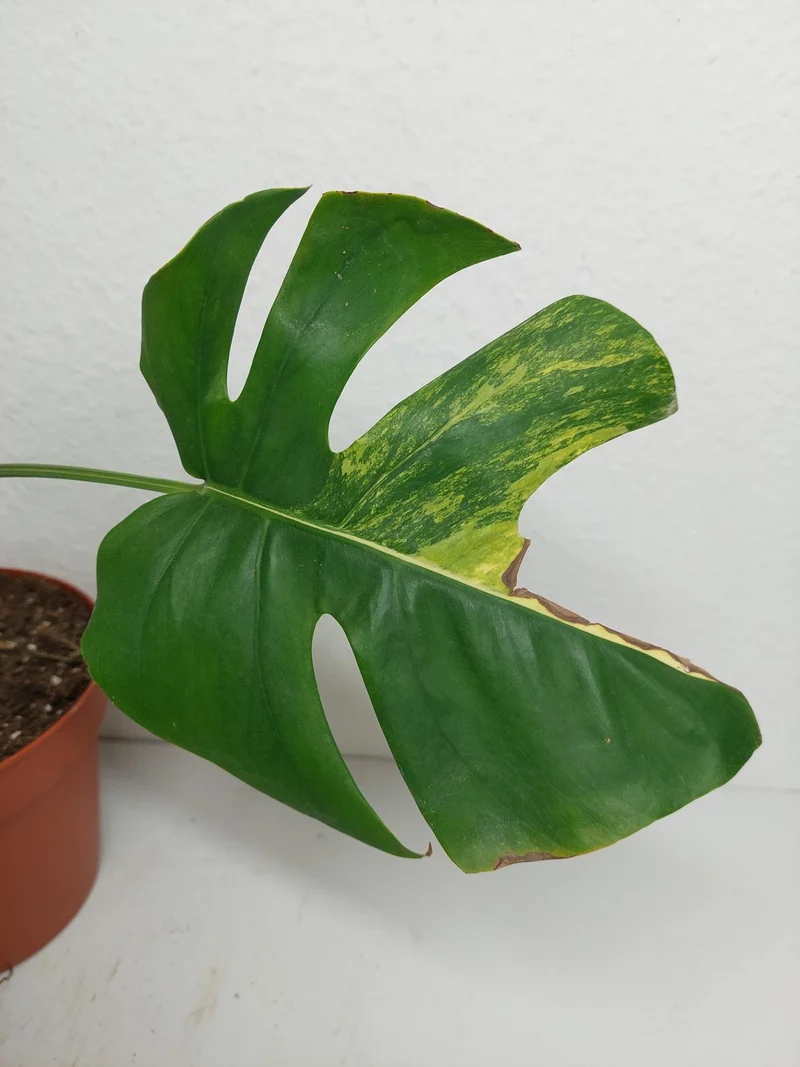 Monstera Aurea Stecklinge