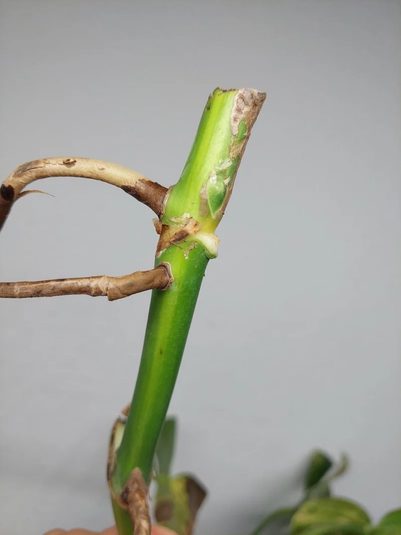 Monstera Aurea Stecklinge