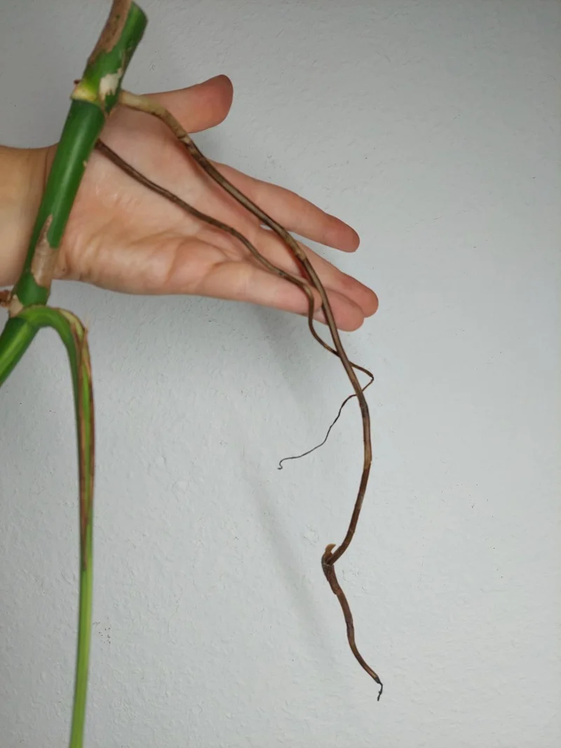 Monstera Aurea Stecklinge