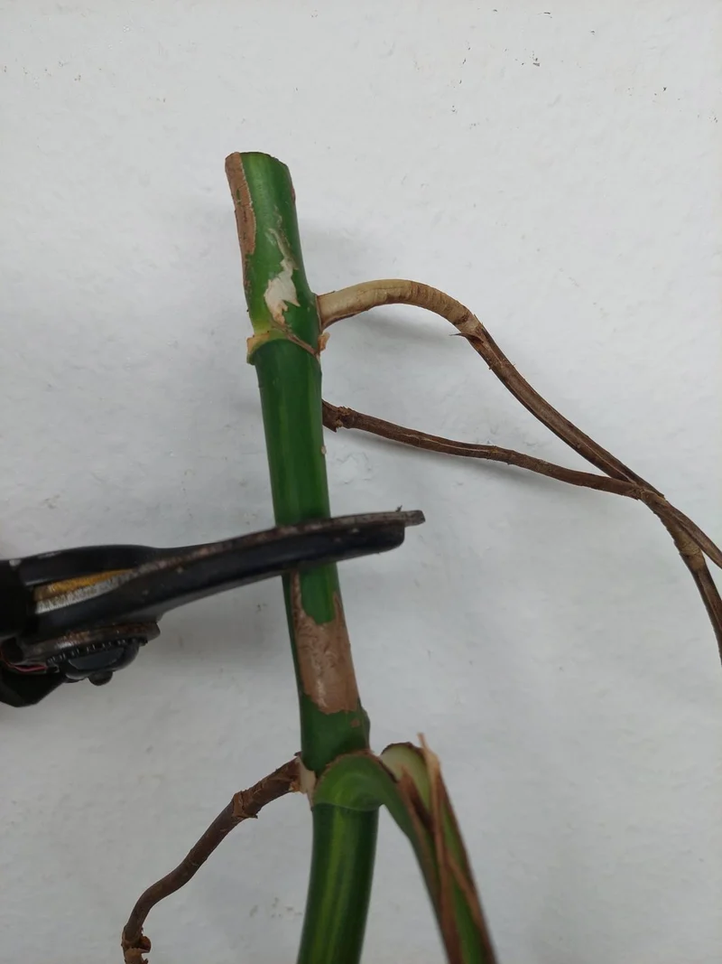 Monstera Aurea Stecklinge