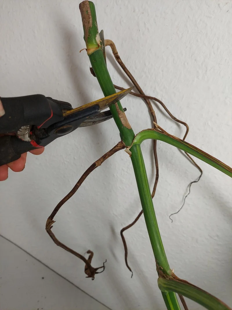 Monstera Aurea Stecklinge