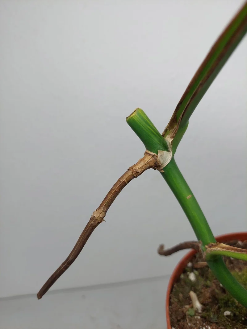 Monstera Aurea Stecklinge