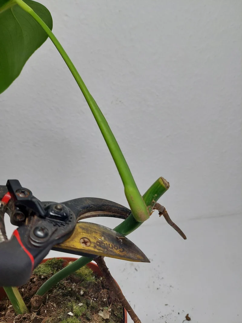 Monstera Aurea Stecklinge