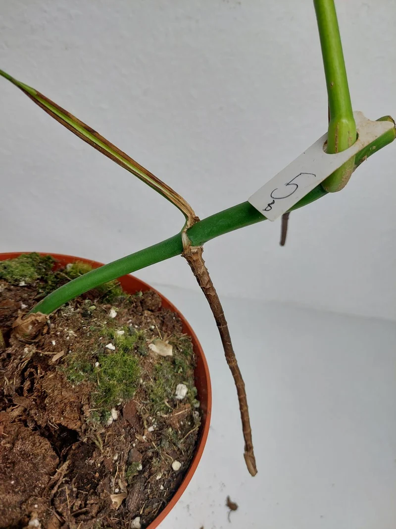 Monstera Aurea Stecklinge