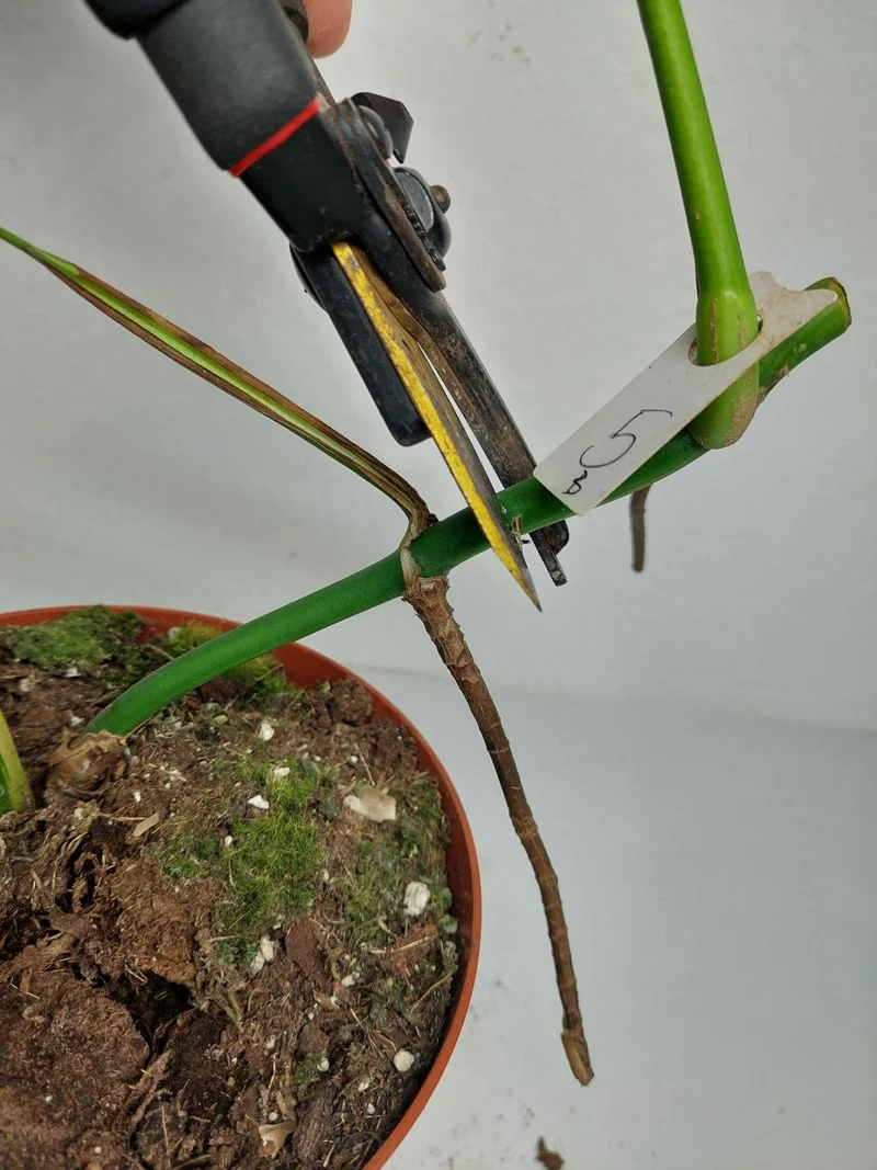 Monstera Aurea Stecklinge