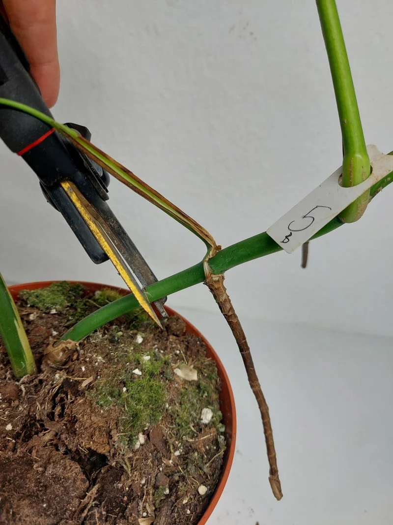 Monstera Aurea Stecklinge