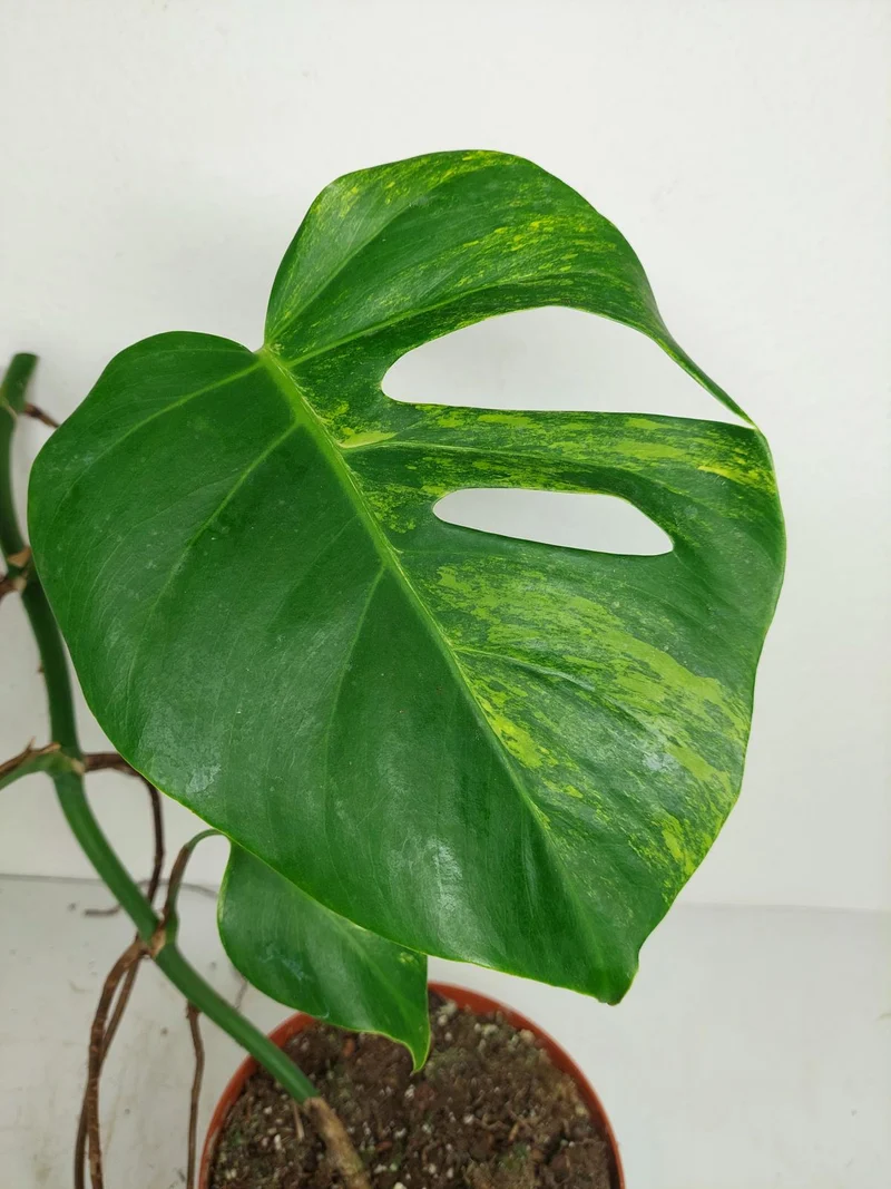 Monstera Aurea Stecklinge