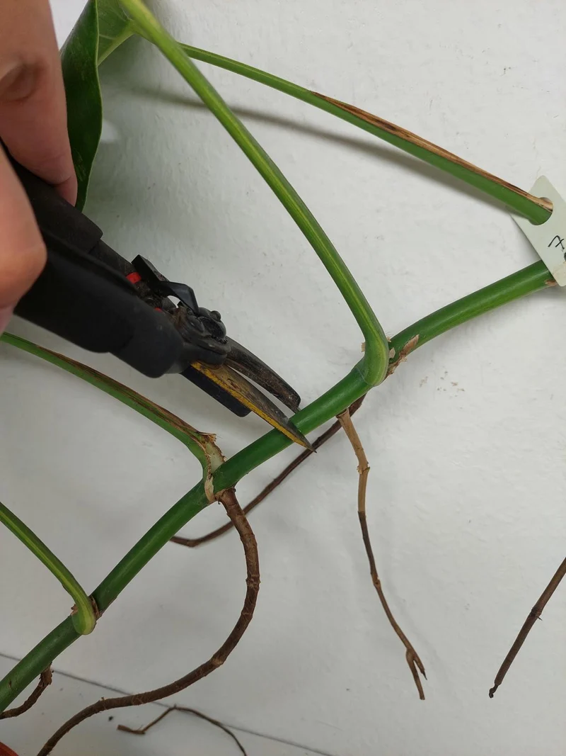 Monstera Aurea Stecklinge