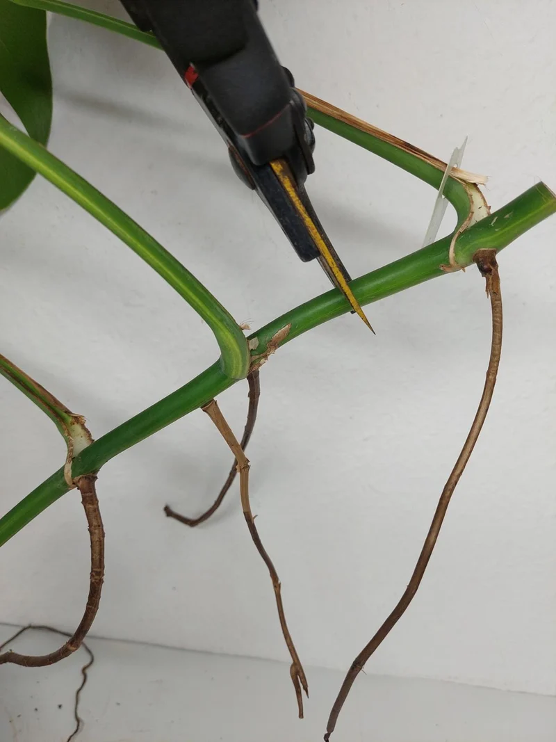 Monstera Aurea Stecklinge