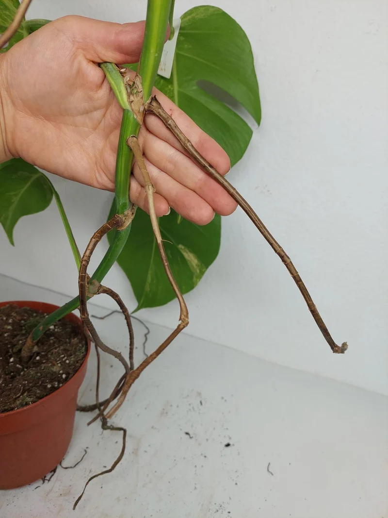 Monstera Aurea Stecklinge