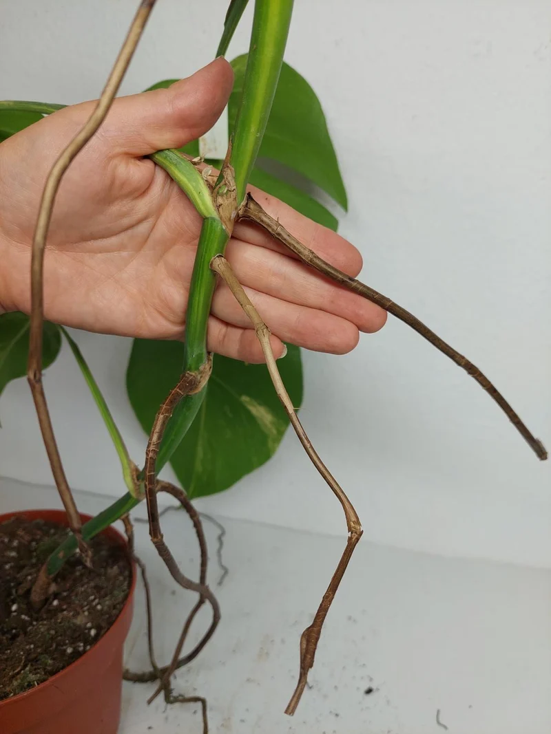 Monstera Aurea Stecklinge