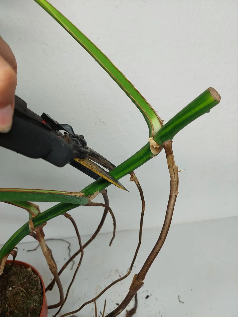 Monstera Aurea Stecklinge